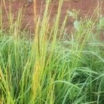 Heteropogon contortus Hoja