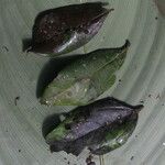 Celtis mildbraedii Blatt