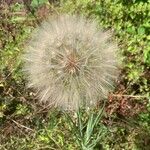 Tragopogon dubiusКвітка