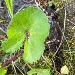 Ranunculus thora Leaf