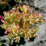 Sedum oregonense Kwiat