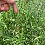 Cyperus longus Hoja