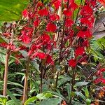 Lobelia cardinalis 形态