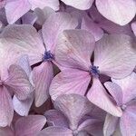 Hydrangea spp.Flor