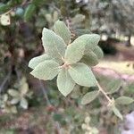 Quercus rotundifolia Leaf