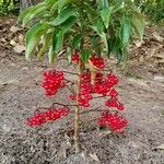 Ardisia crenata Vrucht