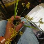 Cyperus microiria Ліст