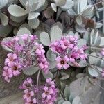 Kalanchoe pumila 花