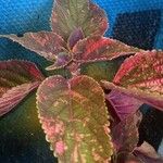 Coleus decurrens Folha