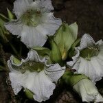 Maquira guianensis Çiçek