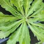 Erigeron sumatrensis Leaf