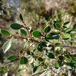 Rhamnus alaternus Fulla