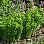 Euphorbia stricta Blomma