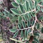 Indigofera schimperi Leaf