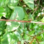 Flacourtia indica Bark