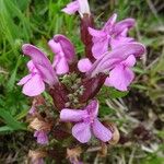 Pedicularis sylvatica Fiore
