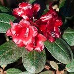 Rhododendron beanianum Flower