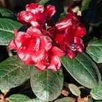 Rhododendron beanianum Fleur