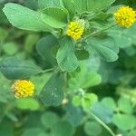 Medicago lupulina ഇല