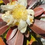 Gordonia axillaris Λουλούδι