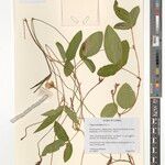 Vigna reticulata Other