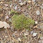 Selaginella kraussiana Lapas