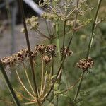 Peucedanum oreoselinum Fruit