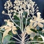 Schefflera macrocarpa Hoja