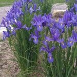 Iris spuria Flower