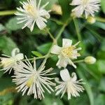 Clematis vitalbaBlüte