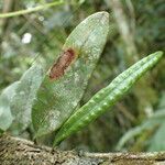 Microgramma mauritiana Leaf