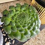 Aeonium tabulaeforme Лист