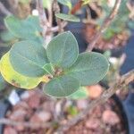 Rhododendron brassii Leaf