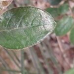 Diospyros glabra Lehti