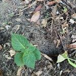 Solanum tuberosum List