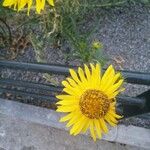 Inula ensifolia Flower