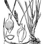 Carex michelii Beste bat