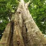 Gilletiodendron kisantuense Bark