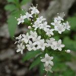 Valeriana tripteris Virág