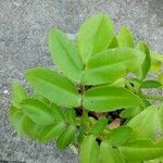 Kalanchoe pinnata Blatt