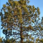 Pinus elliottii Folha