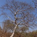 Sterculia quinqueloba Hábito
