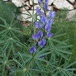 Lupinus angustifolius पत्ता