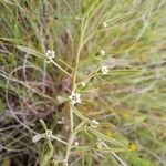 Thesium linophyllon Feuille