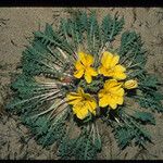 Oenothera primiveris Celota