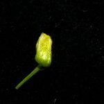 Blumeopsis flava