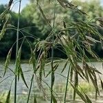 Bromus inermis फूल