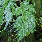 Selaginella roxburghii Foglia