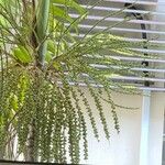 Dypsis decaryi Фрукт