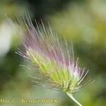 Cynosurus echinatus Mbuma